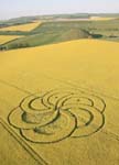 rex_crop_circles_petal_nt_110801_ssv